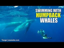 Swimming with Humpback Whales in Tonga