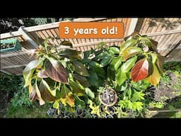 Three years old Avocado Tree Grown from Seed [3 years timelapse]