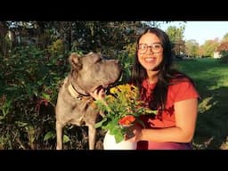 Our Family is Growing - Living with a Cane Corso