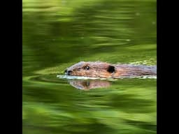 Beaver Believers: How to Restore Planet Water | Kate Lundquist & Brock Dolman