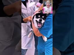 Cats & Dogs crying in the hospital like babies #cats #funnycatvideos #funnycatshorts #funnydogshorts