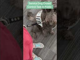 Service Dog Performs Crowd Control In Public #servicedog #dog #puppy