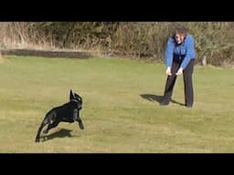 Dog Obedience - Novice recall 2 - come