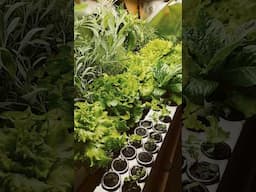 How to Grow Unlimited Greens