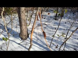 Snow Day #2 Longbow and Back Quiver