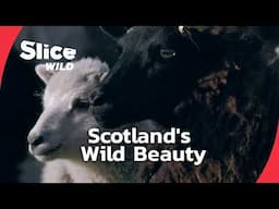 Exploring Scotland: Wildlife & Traditions | SLICE WILD | FULL DOC