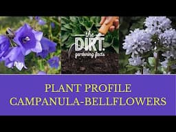 Plant Profile Campanula