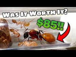 I Spent $85 on a Super Rare Ants Species… Was It Worth It? (Camponotus Ocreatus)