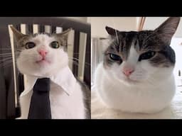 Compilation Funny Moments of Cats 😹 Try Not To Laugh 😂 Best of Funny Cat Videos 😁 #3