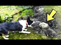 The Dog Won’t Stop Barking at a Patch of Land—Its Owner Turns Pale Upon Discovering the Truth