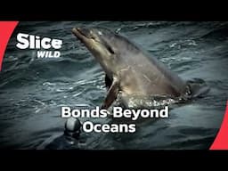 Dony and Dusty: Unforgettable Dolphin Bonds | SLICE WILD