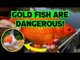 Why Gold Fish are Dangerous outside of the Aquarium?