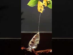 Shoots Water Gun to catch Prey | Archerfish | Animaltube