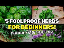 Top 5 Foolproof Herbs for Beginners! | Easy to Grow Herbs at Home