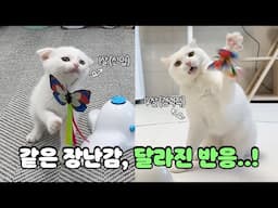 고양이 경력직 모먼트 ㅋㅋ 1살과 4살 차이 무엇..?