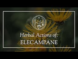 The Herbal Actions of Elecampane