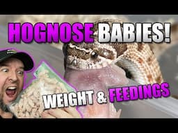 HOGNOSE Feedings! Babies are growing!