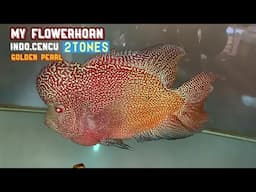 The Boss Returns To His Home | Extremely Big Flowerhorn Indo Cencu 2Tones Golden Pearl