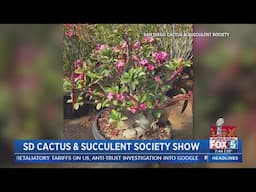 San Diego Cactus & Succulent Society to show exotics at Balboa Park