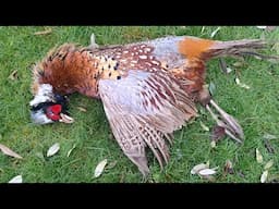 How to Skin and Dress or Gut a Pheasant Partridge Chicken Duck or Other Fowl Ready For Cooking Quick