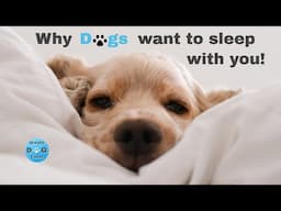 Top 10 reasons why dogs want to sleep with you