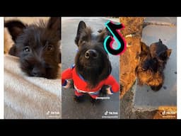 😍 Cutest Scottish Terrier 😂 Funny and Cute Scottish Terrier Puppies and Dogs Videos