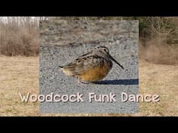 American Woodcock Funk Dance