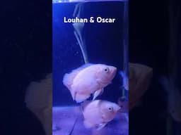 Louhan & Oscar