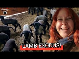 First Lamb Exodus in Brutal Weather | Sheep Farming Vlog