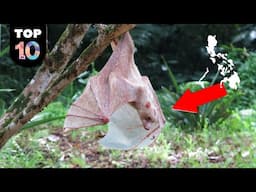 10 RARE Animals Only Found in Philippines 🇵🇭 #2