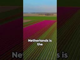 "Get Lost in Tulip Heaven in the Netherlands! 🌷" #shorts #netherlands #interestingfacts