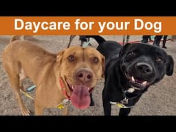 Dog TV Daycare #31