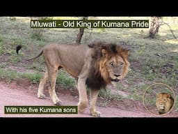 He Is Still Alive! Mluwati 🦁 Old King Of The Kumana Lion Pride