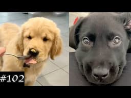 Everyone Loves Labradors 🐶❤️ | Funny Labs Compilation