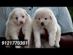 Puppies for sale | Pomeranian | shihtzu | labrador | Golden retriever | German shepherd