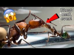 Unboxing My New Super Rare Ant Colony! | The Prettiest Ants I've Ever Owned