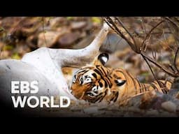 [ENG SUB] How Animals Sense Danger and Survive in the Jungle #PICKDOCU