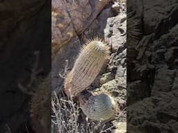 Copiapoa cinerea albispina is the light-spine version of the almighty cinerea and grows just as slow