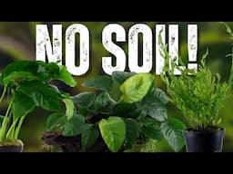 NO SOIL Aquarium Plants! | TOP 5 Plants That DON'T Need SUBSTRATE!