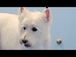 How to Groom a Westie - West Highland White Terrier - Do-It-Yourself Dog