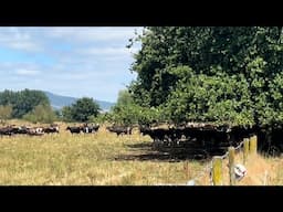 Enjoying The Shade, Maize, Silage, PKE, …………