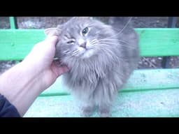 Majestic Fluff: The Gray Cat with a Lion's Mane!