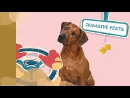 Check your Pets to Stop the Spread of Invasive Species