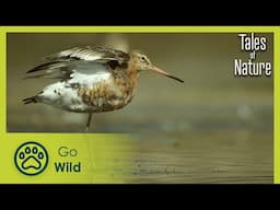 Kingdom of the Birds (Littoral Nord) | Tales of Nature 3/10 | Go Wild