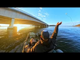 "Blue Swimmer Crabs Under the Narrows Bridge, Perth Swan River"