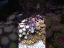 ITC Reef Delete Zapping Aiptasia (reef tank)