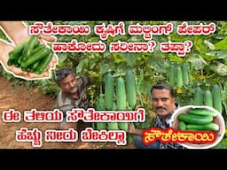 ಸೌತೇಕಾಯಿ ಬೇಸಾಯ|cucumber farming|cucumber farm|sauthe krushi|cucumber cultivation|cucumber business