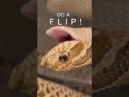 DO A FLIP! #snake #frog #reptile