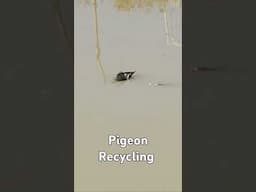 Pigeon Recycling