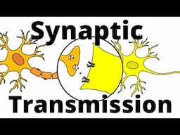 Synaptic Transmission – Neurotransmission explained